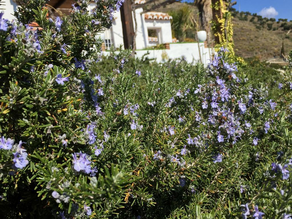 La Casa Del Burro Panzió Nerja Kültér fotó